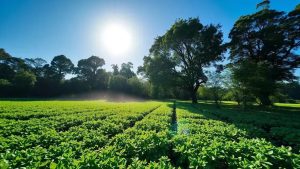 IA na Agricultura de Precisão: Redução de Custos e Aumento de Produtividade (atualizado 2025)